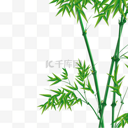 竹子图片_绿色竹子