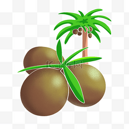 椰子树与椰子图片_椰子与椰树