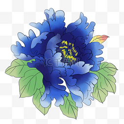 蓝色牡丹花卉