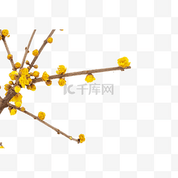 黄色腊梅树枝