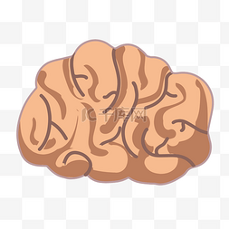 脑子真人图片_人体器官大脑插画