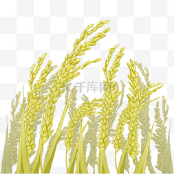 穗子粮食稻子