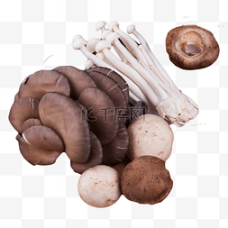 大大的平菇圆圆的香菇