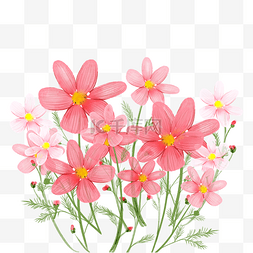 水彩风格花卉波斯菊