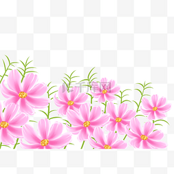 波斯菊田植物粉红色花朵