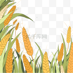 金黄色成熟小麦边框装饰