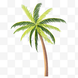 热带椰子树插画