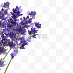 紫色薰衣草花枝