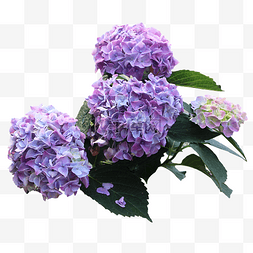 清新图片_紫色绣花球