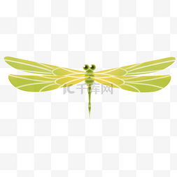 绿色蜻蜓图片_漂亮绿色翅膀蜻蜓