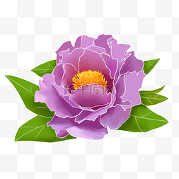厚涂图片_紫色富贵牡丹花