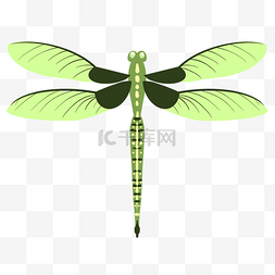 唯美绿色蜻蜓插画