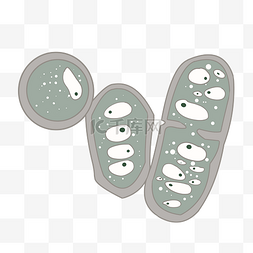 细菌分裂图片_分裂的病毒病菌插画