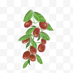 树上的红枣免抠插图