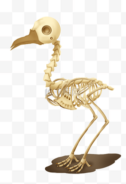 骨骼动物图片_黄色秃鸟骨骼