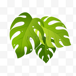 绿色竹叶龟背竹