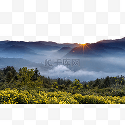 花云海图片_菊花太阳和云海