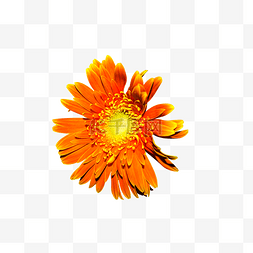 一朵橘色非洲菊