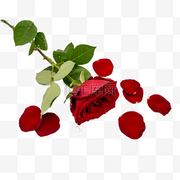 七夕节红玫瑰图片_红玫瑰红花瓣