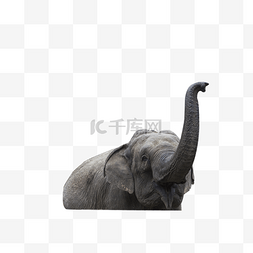 大型动物图片图片_世界上最大的哺乳动物