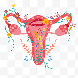 手绘身体器官图片_手绘卡通花卉女性生殖器系统