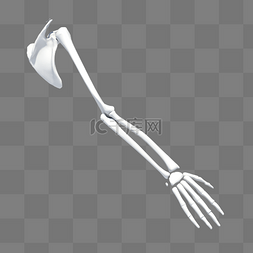 人体胳膊骨骼模型