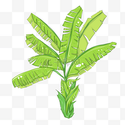 芭蕉树绿色植物装饰图案
