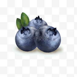 蓝莓先生图片_带着露水的蓝莓