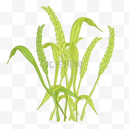 画小麦苗图片_绿色麦苗农作物