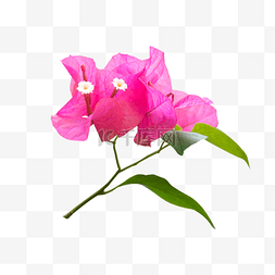 实拍植物鲜花图片_实拍粉色唯美鲜花礼物
