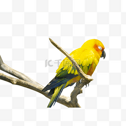枝头睡觉的黄色鹦鹉