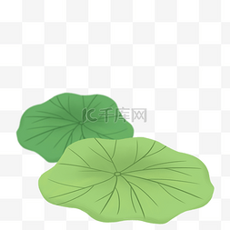 绿色的荷花叶子图片_绿色的荷叶免抠图