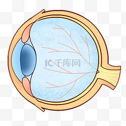 眼球构造图片_卡通人体眼球器官