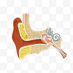 耳朵结构耳廓耳道