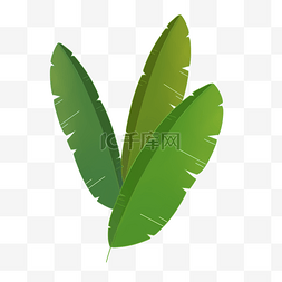 手绘热带绿色植物图片_芭蕉叶热带绿色植物
