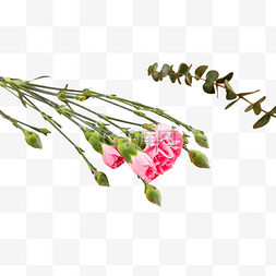 高贵花图片_粉色含苞未放的花骨朵