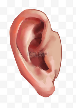 人体五官器官耳朵