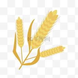 农作物麦穗