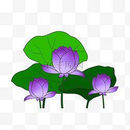 紫色荷花花朵插图