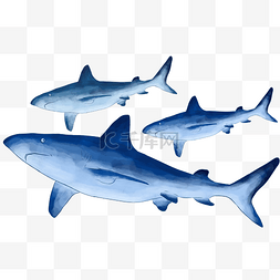 蓝色鲨鱼动物