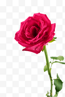 一枝盛开的红色玫瑰花