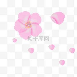 吹散的花瓣图片_粉色樱花装饰素材下载