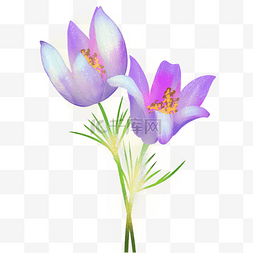 紫色花朵白头翁