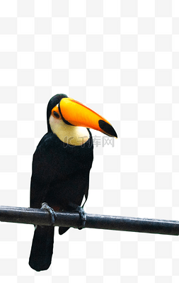 珍稀鸟类图片_犀鸟保护珍稀动物鸟类