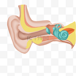 人体耳朵耳蜗