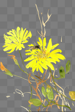 黄的菊花图片_盛开的大黄菊