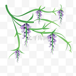 绿叶紫色花藤