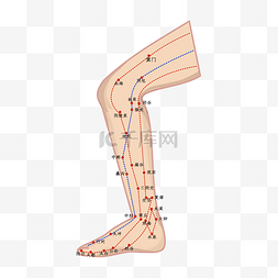 足部反射穴位图图片_人体腿部穴位