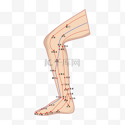 腿部筋骨图片_人体腿部穴位