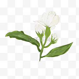 高质量手绘白色茉莉花